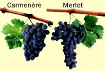 carmenere merlot