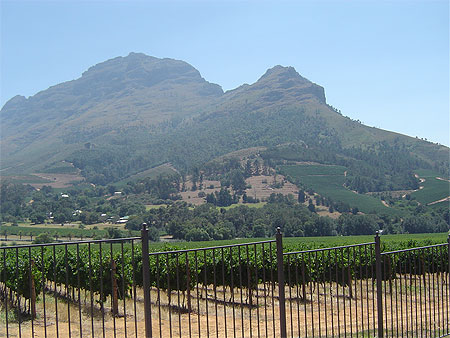 vignes Afrique du Sud 