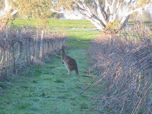 Kangroo in Vineyard