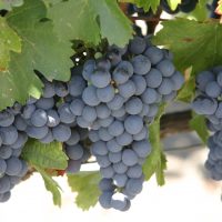 Malbec_grapes