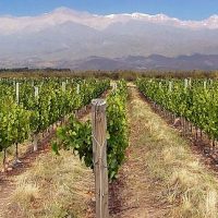 Vignoble_Mendoza_Argentine[1946]