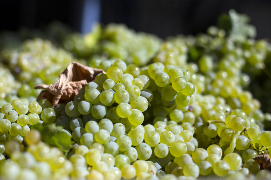 SOUTH AFRICA, Western Cape: Grapes are delivered for processing at the Du Toitskloof cellar in Rawsonville in the Western Cape, South Africa. 29 January 2016. PHOTO: JENNIFER BRUCE/CSR NEWSROOM