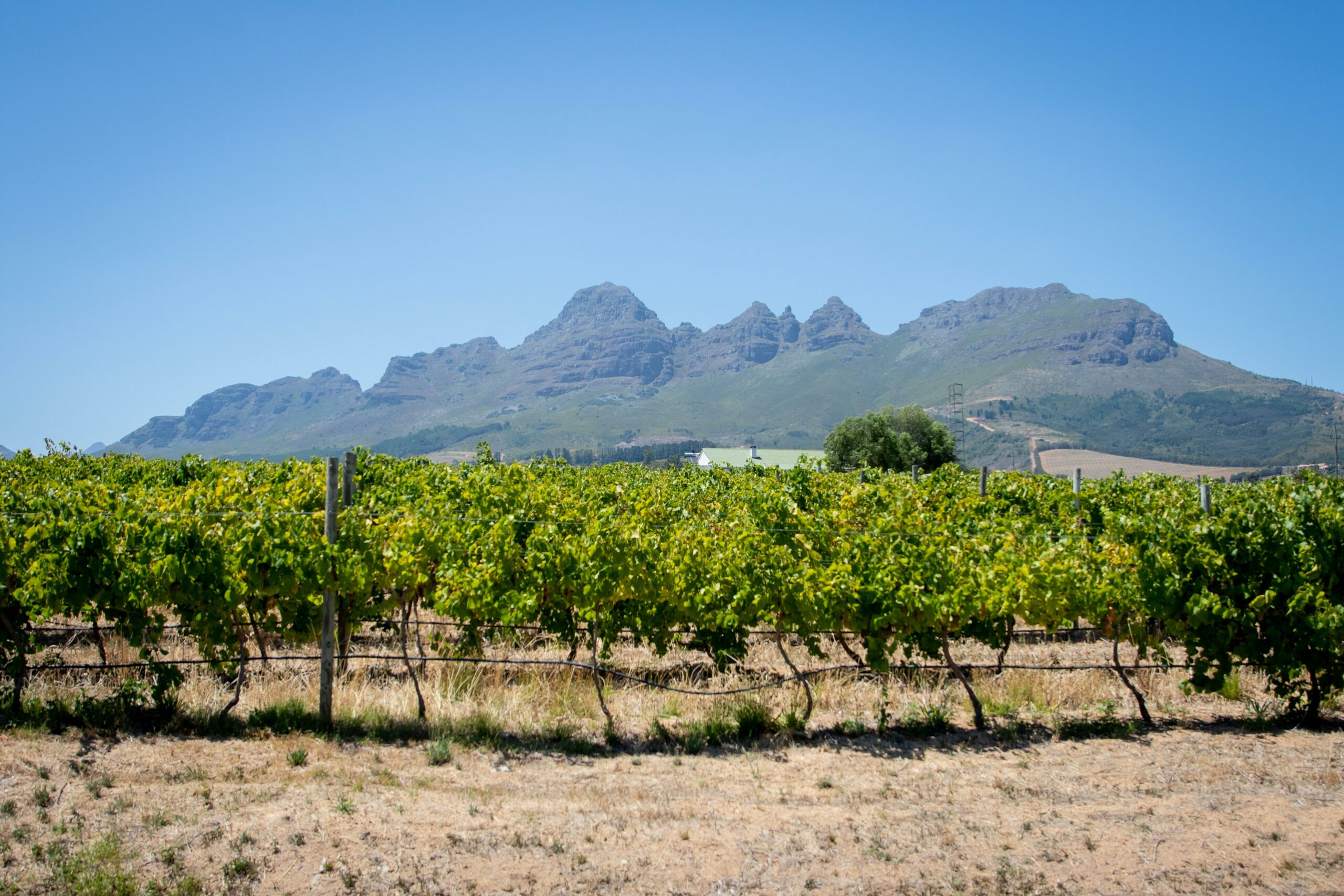 vignoble afrique du sud