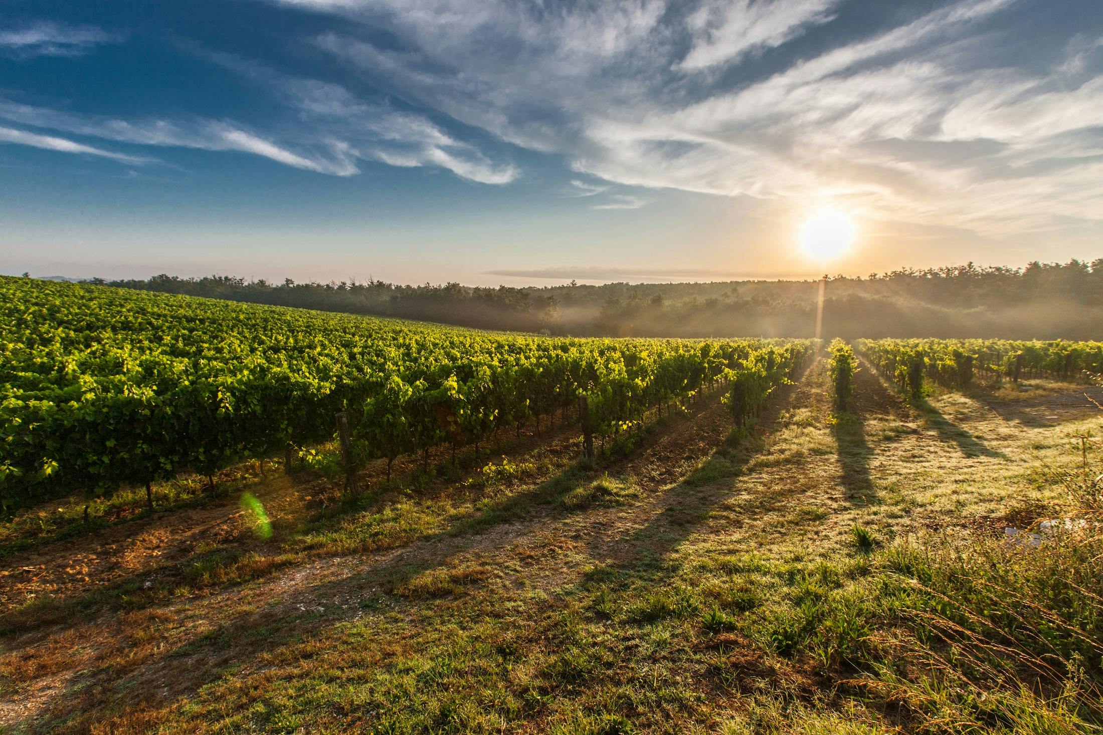 Région viticole de la Rioja