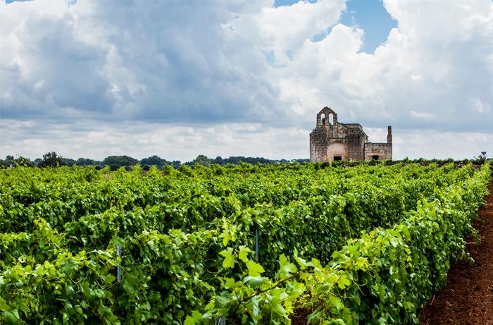Vignoble des Pouilles