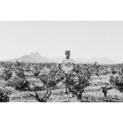 Tyrrel dans une parcelle de Chenin Blanc