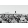 Tyrrel dans une parcelle de Chenin Blanc