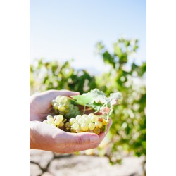 Chenin Blanc- Joostenberg Afrique du Sud