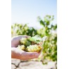 Chenin Blanc- Joostenberg Afrique du Sud