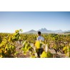 Joostenberg Vignoble Chenin