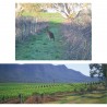 OPAL RIDGE - Shiraz Cabernet - Vin d'Australie