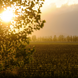 Vignes en Argentine