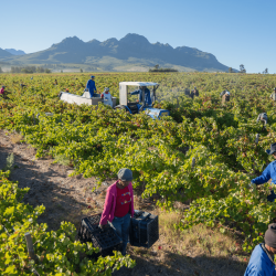 vendanges au domaine