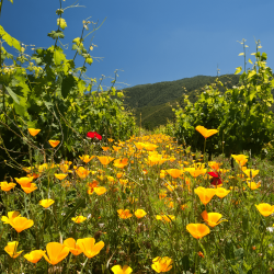 Vignes  chez Emiliana