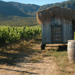 Poules dans les vignes