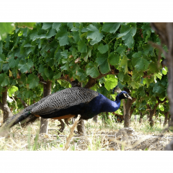 BIodiversité chez Emiliana