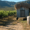 Poules dans les vignes