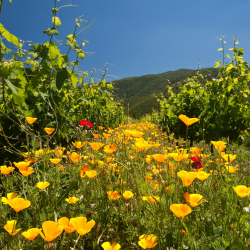 vignes chez Emiliana