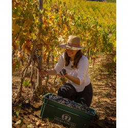 Vendanges au domaine