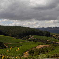 Vignes chez La Ronciere