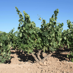 vignes chez Mateos