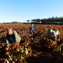 vendanges chez Marsilea