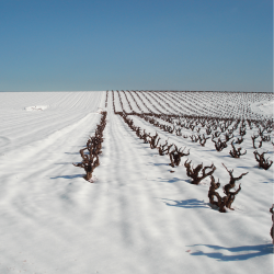 vignes chez Marsilea