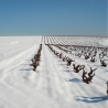 Vignes Marsilea