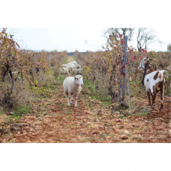 vignes dominio de punctum