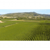 VALPOLICELLA DOCG - TENUTA VIGNEGA - 2020 - VIN ITALIEN