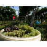 VALPOLICELLA DOCG - TENUTA VIGNEGA - 2020 - VIN ITALIEN