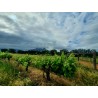 POST HOUSE - Golden Monkey - Vin Afrique du Sud