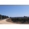 Vin d'Italie - Guarini - Negroamaro - Vin des Pouilles