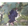 Vin d'Italie - Guarini - Malia - Malvasia Nera