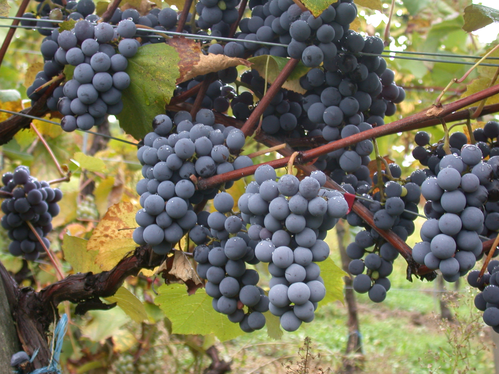 pinotage vin afrique du sud