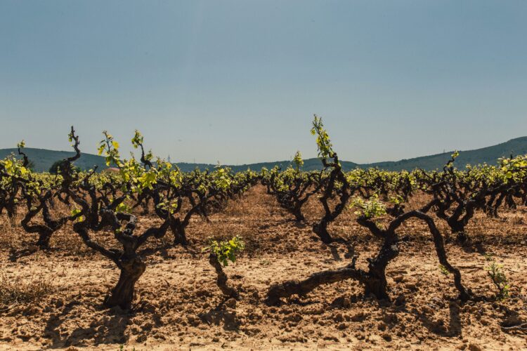 vignoble alentejo