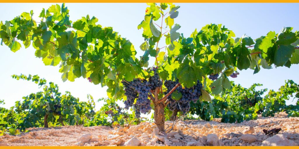 Grappes de cépage Bobal dans les vignobles de Valence en Espagne.