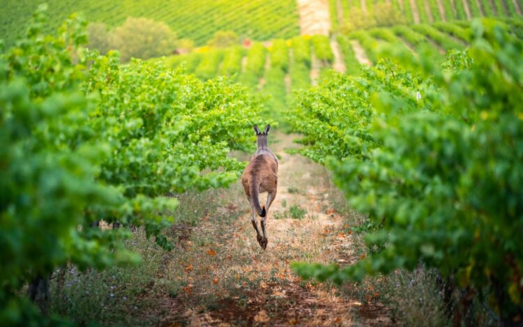 Vignes australiennes