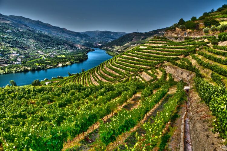 Illustration des vignes du Douro