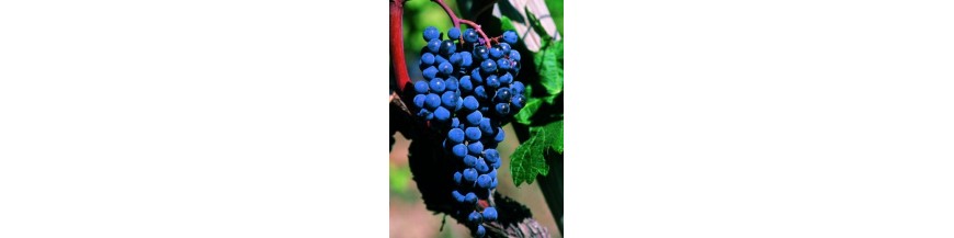Vins italiens- Les Meilleurs Sangiovese