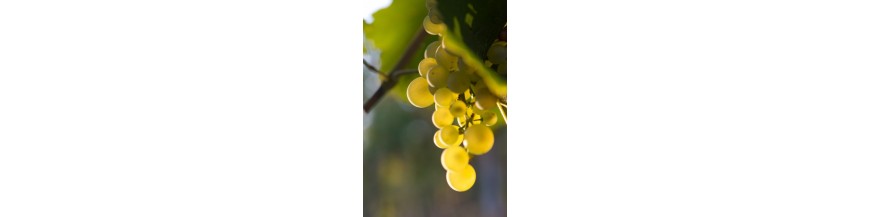 Vins italiens- Les Meilleurs Prosecco