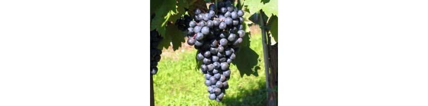 Tempranillo